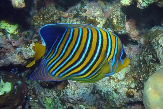Pygoplites diacanthus - Pfauen-Kaiserfisch